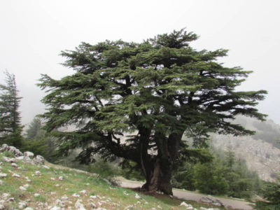 Cedar tree Lebanon